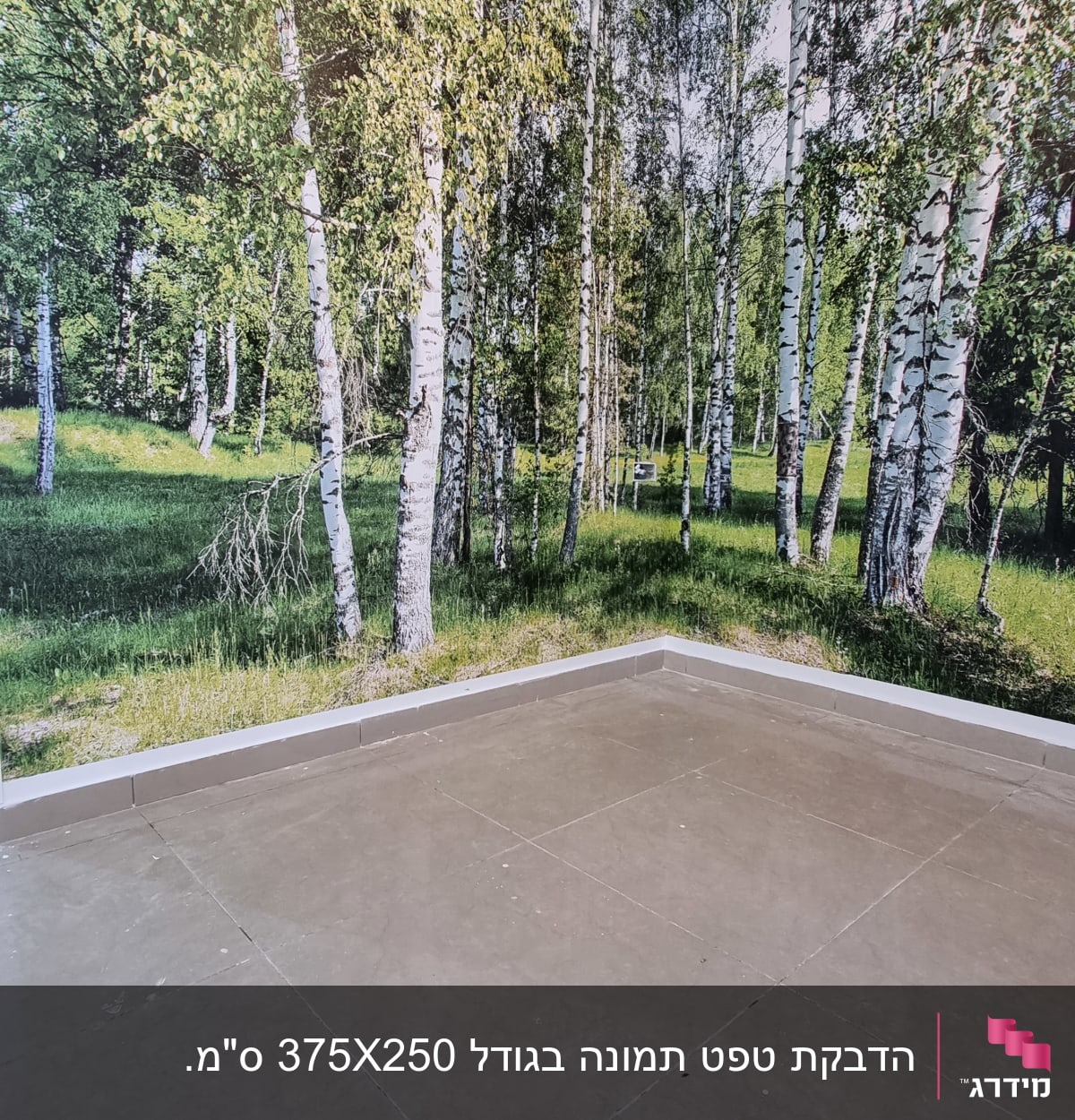 טפט עם תמונת יער עצי ליבנה על קיר חדר